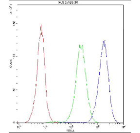 Flow cytometry testing of fixed and permeabilized human Jurkat cells with NFAT2 antibody at 1ug/10^6 cells (blocked with goat sera); Red=cells alone, Green=isotype control, Blue=NFAT2 antibody.