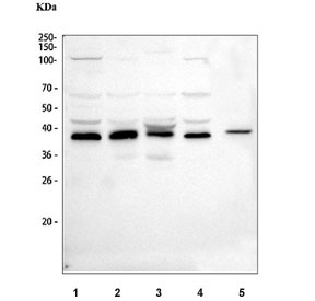 Western blot testing of 1) human K562, 2) human Raji, 3) monkey COS-7, 4) human HeLa and 5) mouse NIH 3T3 cell lysate with ATG3 antibody at 0.5ug/ml. Predicted molecular weight ~36 kDa.