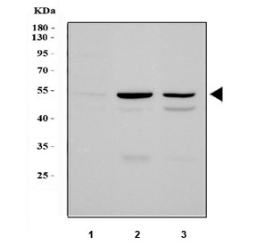 Western blot testing of 1) human HeLa, 2) rat liver and 3) mouse liver tissue lysate with PLIN1 antibody. Expected molecular weight: 56-62 kDa.