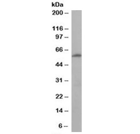Western blot testing of human liver lysate with 58K Golgi protein at 0.1ug/ml. Predicted molecular weight: ~58 kDa.