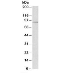 Western blot testing of HepG2 nuclear lysate with ARNT antibody at 2ug/ml. Predicted/observed molecular weight: ~87/91-94kDa.