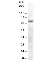 Western blot testing of human brain lysate with PRDM4 antibody at 0.3ug/ml. Predicted molecular weight: ~88 kDa, observed here at ~70 kDa.