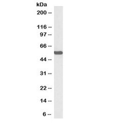 Western blot testing of mouse liver lysate with biotinylated ALDH2 antibody at 0.3ug/ml. Predicted molecular weight: ~56kDa.