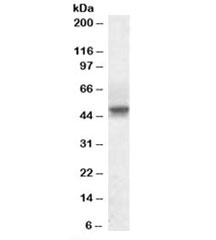 Western blot testing of human testis lysate with SEPT6 antibody at 1ug/ml. Predicted molecular weight: ~50kDa.