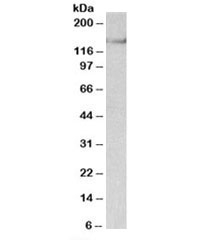 Western blot testing of mouse brain lysate with SYNGAP1 antibody at 0.03ug/ml. Predicted/observed molecular weight: ~148kDa.