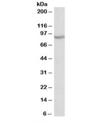 Western blot testing of human testis lysate with NOX5 antibody. Predicted molecular weight: ~86 kDa.