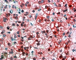 IHC testing of FFPE human adrenal cortex with AXIN1 antibody at 4ug/ml. HIER: steamed with pH6 citrate buffer, AP-staining.