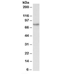 Western blot testing of HeLa lysate with CRTC2 antibody at 1ug/ml. Predicted molecular weight: ~73 kDa.