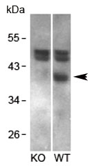 Western blot testing of mouse brain and  KO mouse brain lysates with RCAN1 antibody at 1ug/ml.