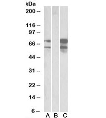 Western blot of HEK293 lysate overexpressing human NRXN1-FLAG probed with Neurexin 1 antibody (0.5ug/ml) in Lane A and anti-FLAG (1/3000) in lane C. Mock-transfected HEK293 probed with Neurexin 1 antibody (1ug/ml) in Lane B. Predicted molecular weight: ~162/49 kDa (isoforms 1/2).