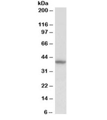 Western blot testing of human kidney lysate with Decorin antibody at 0.5ug/ml. Predicted molecular weight ~40 kDa (non-glycanated).