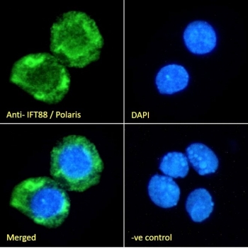 Immunofluorescent staining of fixed and permeabilized human HepG2 cells with ITF88 antibody (green) at 10ug/ml and DAPI nuclear stain (blue).