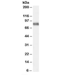 Western blot testing of human brain frontal cortex lysate with KCNC3 antibody at 0.3ug/ml. Predicted molecular weight: ~80kDa.