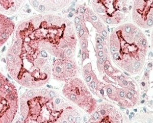 IHC testing of FFPE human kidney with KLK6 antibody at 5ug/ml. HIER: steamed with pH6 citrate buffer, AP-staining.