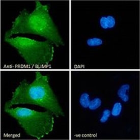IF/ICC staining of fixed and permeabilized human U-251 cells with PRDM11 antibody (green) at 10ug/ml and DAPI nuclear stain (blue).