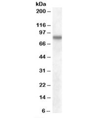 Western blot testing of human cerebral cortex lysate with SCARB2 antibody at 0.1ug/ml. Predicted molecular weight: ~54/85kDa (unmodified/glycosylated).