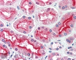 IHC testing of FFPE human kidney with AGAP3 antibody at 5ug/ml. HIER: steamed with pH6 citrate buffer, AP-staining.