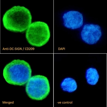 IF/ICC staining of fixed and permeabilized human ThP-1 cells with DC-SIGN antibody (green) at 10ug/ml and DAPI nuclear stain (blue).