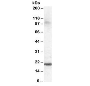 Western blot testing of human brain lysate with ARL6IP5 antibody at 0.1ug/ml. Predicted molecular weight: ~22 kDa.