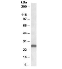 Western blot testing of human frontal cortex lysate with MOBKL3 antibody at 0.3ug/ml. Predicted/observed molecular weight: ~26 kDa.