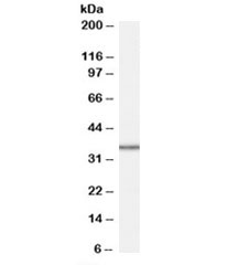 Western blot testing of HepG2 cell lysate with MRPL3 antibody at 1ug/ml. Predicted molecular weight: ~38kDa.