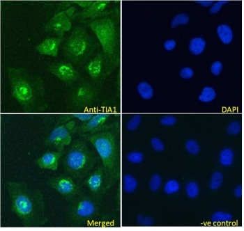 Immunofluorescent staining of fixed and permeabilized human HeLa cells with TIA1 antibody (green) at 5ug/ml and DAPI nuclear stain (blue).