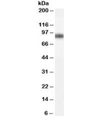Western blot testing of human spleen lysate with GSN antibody at 0.1ug/ml. Predicted/observed molecular weight ~86kDa.