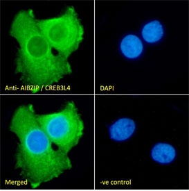 IF/ICC staining of fixed and permeabilized human A431 cells with AIBZIP antibody (green) at 10ug/ml and DAPI nuclear stain (blue).