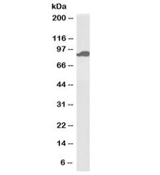 Western blot testing of heart lysate with biotinylated Aconitase 2 antibody at 0.1ug/ml. Predicted molecular weight: ~85kDa.