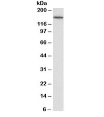 Western blot testing of human kidney lysate with CD13 antibody at 0.03ug/ml. Predicted molecular weight of ~110kDa but routinely observed at ~150kDa due to glycosylation
