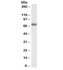 Western blot testing of human kidney lysate with TGFBI antibody at 0.3ug/ml. Predicted molecular weight: ~75 kDa.