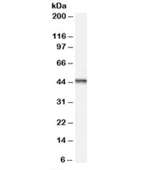Western blot testing of Jurkat lysate with AURKA antibody  at 0.1ug/ml. Predicted molecular weight ~45 kDa.