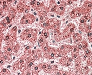IHC staining of FFPE human liver with MPV17 antibody at 5ug/ml. HIER: steamed with pH6 citrate buffer, AP-staining.