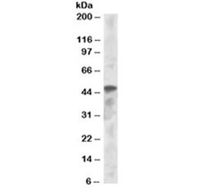 Western blot testing of K562 lysate with IRF8 antibody at 1ug/ml. Predicted molecular weight ~48 kDa.