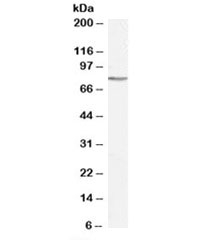 Western blot testing of K562 cell lysate with GAB2 antibody at 0.5ug/ml. Predicted molecular weight: ~75kDa.