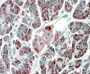 IHC staining of FFPE human pancreas with PEBP4 antibody at 5ug/ml. HIER: microwaved with pH9 Tris/EDTA buffer, HRP-staining.