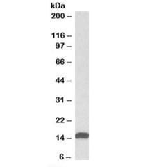 Western blot testing of human heart lysate with NDUFS6 antibody at 0.01ug/ml. Predicted molecular weight: ~14kDa.