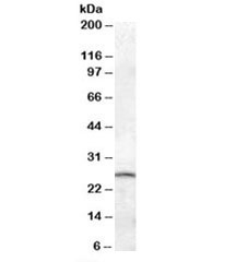 Western blot testing of mouse brain lysate with PSPH antibody at 0.05ug/ml. Predicted/observed molecular weight: ~26kDa.