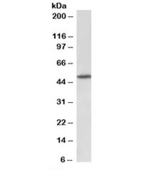 Western blot testing of rat brain lysate with GPR83 antibody at 1ug/ml. Predicted molecular weight: ~48kDa.