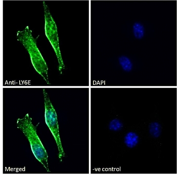 Immunofluorescent staining of fixed and permeabilized mouse NIH 3T3 cells with LY6E antibody (green) at 10ug/ml and DAPI nuclear stain (blue).