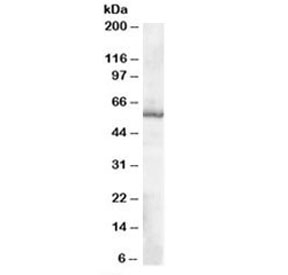 Western blot testing of human placenta lysate with TXNRD1 antibody at 0.1ug/ml. Predicted molecular weight: ~57 kDa.