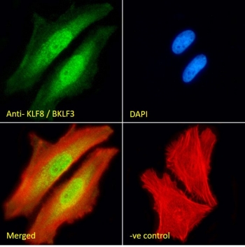 Immunofluorescent staining of fixed and permeabilized human HeLa cells with KLF8 antibody (green) at 10ug/ml, Phalloidin (red) and DAPI nuclear stain (blue).