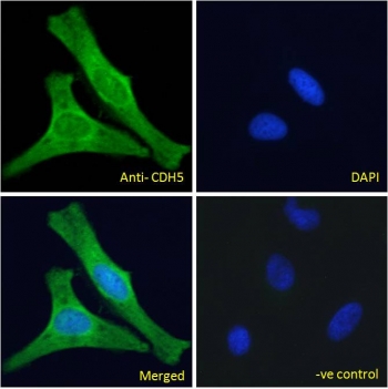 Immunofluorescent staining of fixed and permeabilized human HeLa cells with Cadherin 5 antibody (green) at 10ug/ml and DAPI nuclear stain (blue).