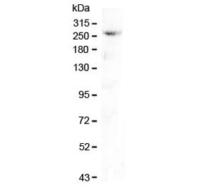 Western blot testing of mouse pancreas lysate with CAD antibody at 0.5ug/ml. Predicted molecular weight ~243 kDa.