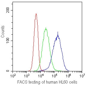 FACS testing of human HL60 cells with CD41 antibody at 1ug/10^6 cells.  CD41 antibody (blue), isotype control (green), cells alone (red).