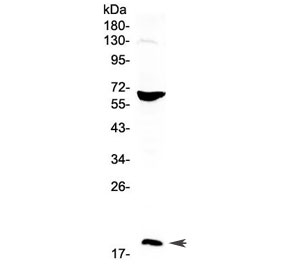 Western blot testing of human HepG2 cell lysate with CD40L antibody at 0.5ug/ml. Expected molecular weight: 29-39 kDa (depending on glycosylation level) or ~18 kDa (soluble form).