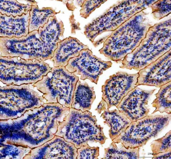 IHC staining of FFPE mouse colon tissue with NMU antibody, HRP-secondary and DAB substrate. HIER: boil tissue sections in pH8 EDTA for 20 min and allow to cool before testing.