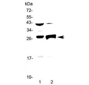 Western blot testing of mouse 1) thymus and 2) liver lysate with Granzyme B antibody at 0.5ug/ml. Predicted molecular weight: 29-37 kDa.