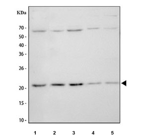 Western blot testing of 1) human HeLa, 2) human Caco-2, 3) human A549, 4) rat PC-12 and 5) mouse RAW264.7 cell lysate with APOBEC3A antibody. Predicted molecular weight ~23 kDa.