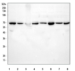 Western blot testing of 1) human SiHa, 2) human HeLa, 3) human RT4, 4) human A549, 5) rat brain, 6) rat PC-12, 7) mouse brain and 8) mouse NIH 3T3 cell lysate with AMPK alpha 1 antibody. Predicted molecular weight ~63 kDa.